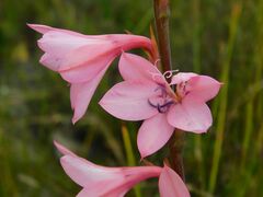 Watsonia borbonica
