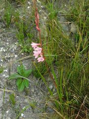 Watsonia borbonica