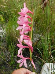 Watsonia borbonica