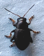 Chrysomelidae