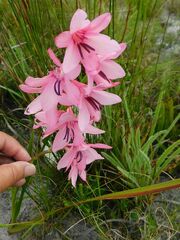 Watsonia borbonica