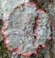 Herpothallon rubrocinctum