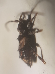 Pogonocherus hispidus