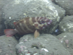 Epinephelus fasciatus