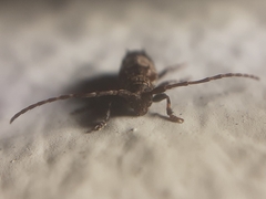 Pogonocherus hispidus