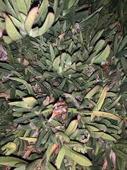 Carpobrotus edulis