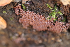 Arcyria stipata