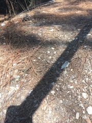 Anatololacerta anatolica