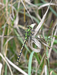 Ophiogomphus cecilia