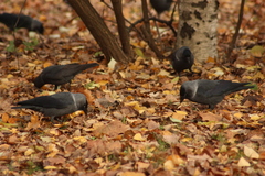 Corvus monedula