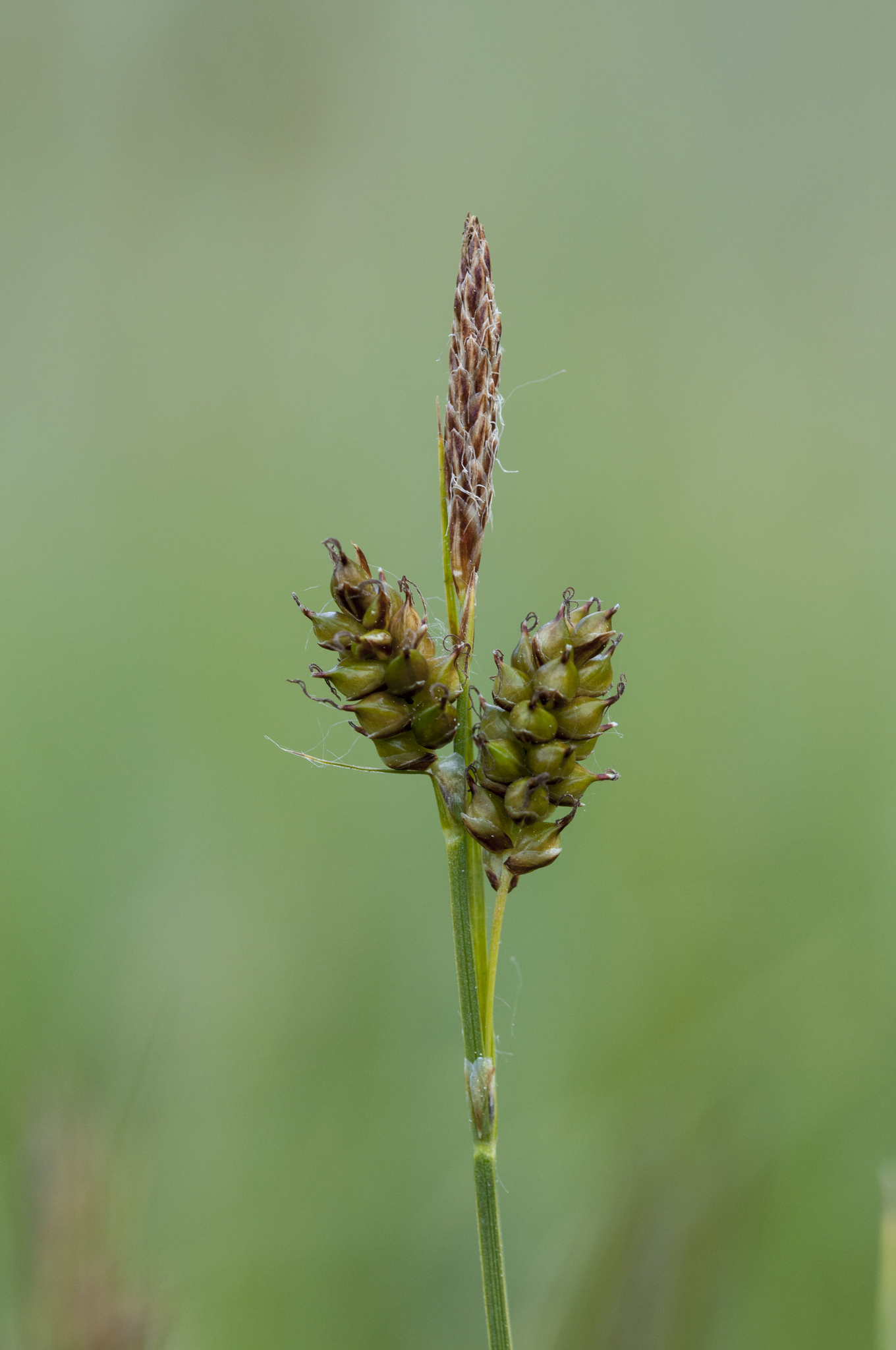 Carex liparocarpos