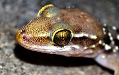 Hemidactylus triedrus