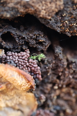 Arcyria stipata