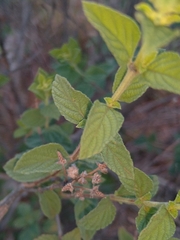 Lippia javanica