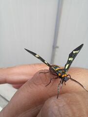 Syntomeida melanthus