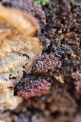 Arcyria stipata