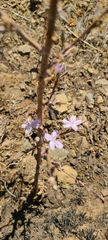 Stephanomeria virgata