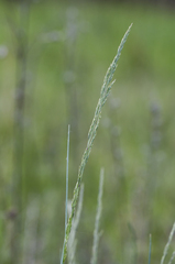 Festuca vaginata