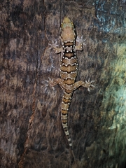Hemidactylus triedrus