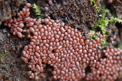 Arcyria stipata