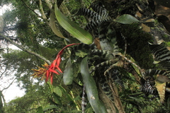 Aechmea chantinii