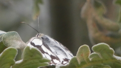 Melanargia lachesis