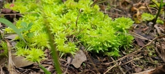 Sphagnum strictum