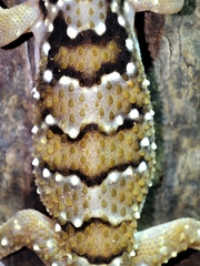 Hemidactylus triedrus