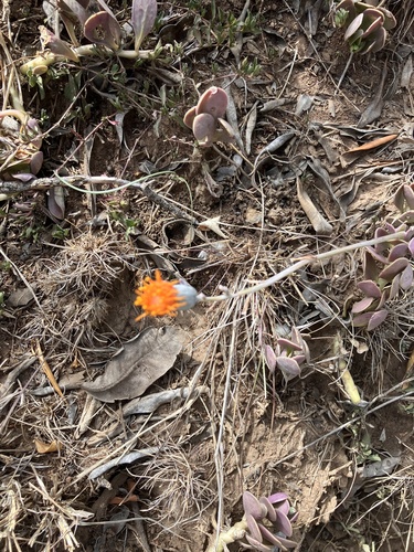 Kleinia petraea (Kleinia petraea)