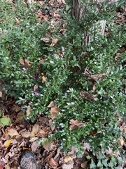 Ilex crenata