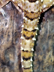 Hemidactylus triedrus