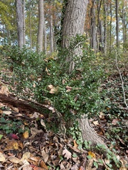 Ilex crenata