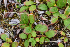 Salix reticulata