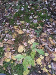 Anemone virginiana