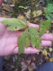 Anemone virginiana