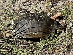 Deirochelys reticularia