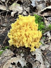 Ramaria concolor