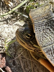 Deirochelys reticularia