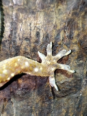 Hemidactylus triedrus