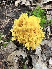 Ramaria concolor