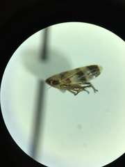 Anoscopus