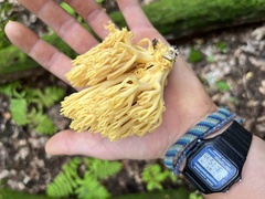 Ramaria concolor