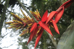 Aechmea chantinii