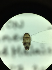 Anoscopus