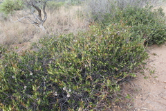 Ancylobothrys capensis