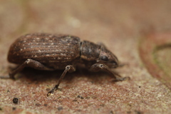 Brachyderes incanus