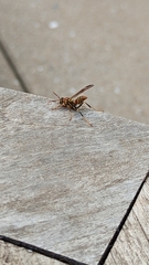 Polistes exclamans