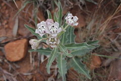 Pachycarpus schinzianus