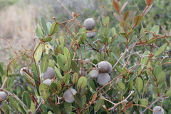 Ancylobothrys capensis