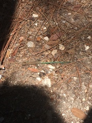 Anatololacerta anatolica